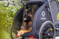 HASTER! Trygg  og dressert hund søkes til modelloppdrag i Oslo