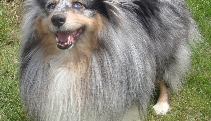 Hund skes till kampanjfilm