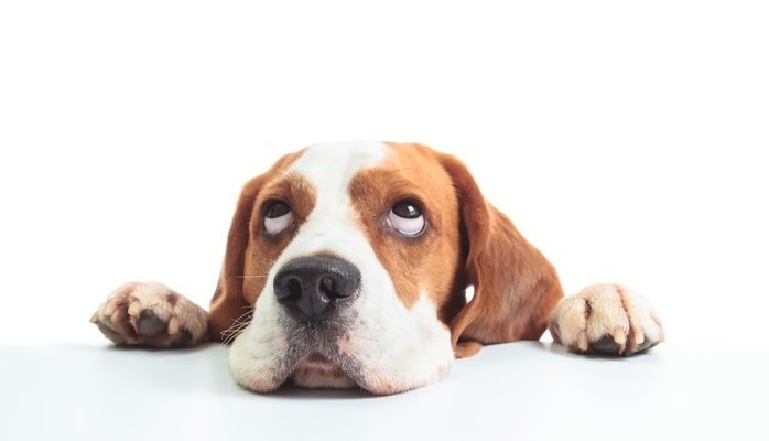 Hund skes till reklamfilm 25 november