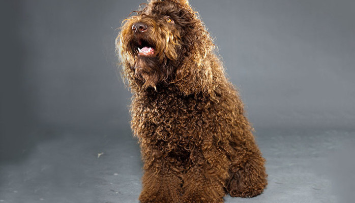 Sker en Grand Danois eller lignende stor hund 