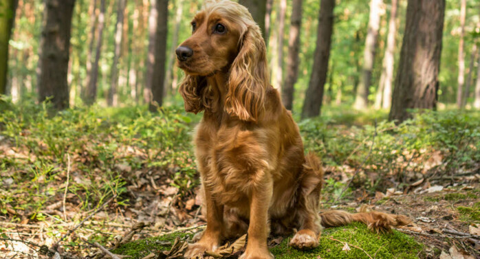Barnfamilj och en ljus hund skas till frsrkingsbolag - halv dag