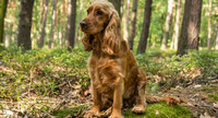Barnfamilj med en ljus hund skas till frsrkingsbolag - halv dag
