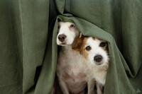 Hund till humorserie 