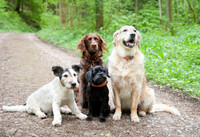 Hundvalpar skes till reklamfilm