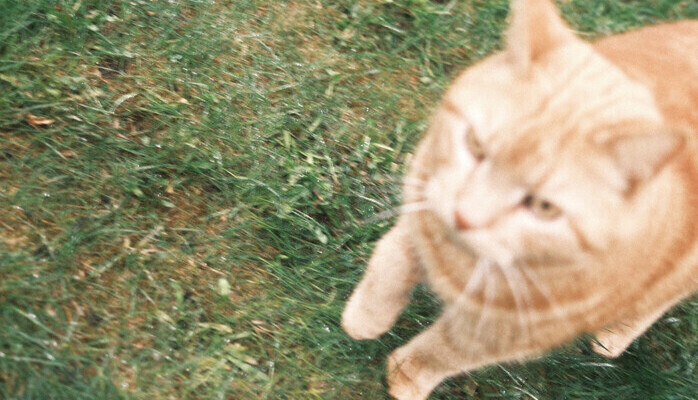 Katt sökes till bildbank (Stockholm)