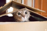 Lugn katt sökes till reklamfilm för Rusta! 