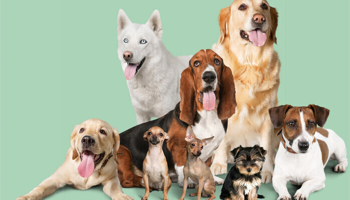 Casting Call - Felleskjpet - FelleHundeeiere og hunder av alle slag skes til reklamefilm/bilder