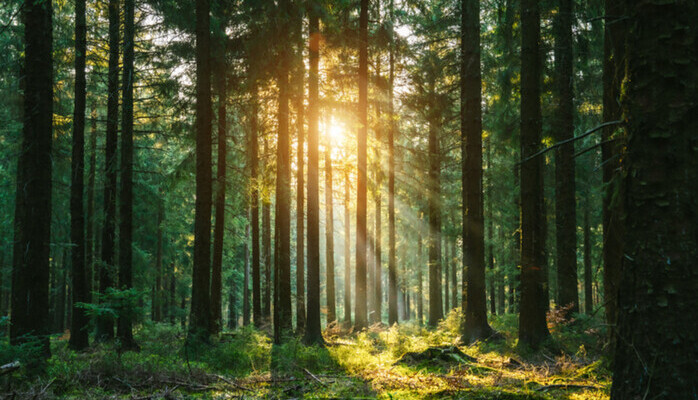 Friluftsintresserad kvinna sökes till outdoor-företags TikTok!