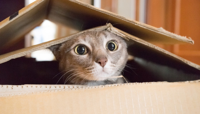 Reklamfilm för Arken Zoo