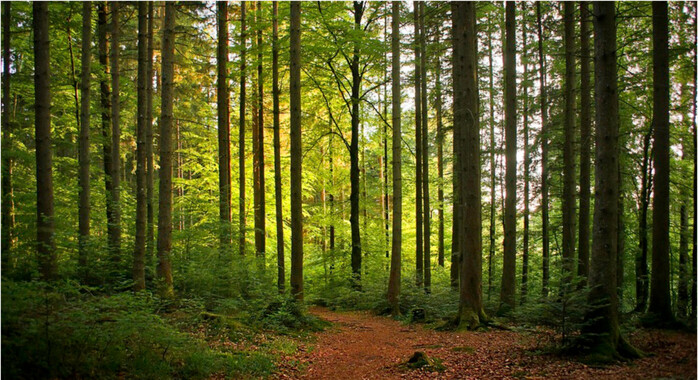 UGC-kreatörer med intresse för skog & natur sökes 🌲