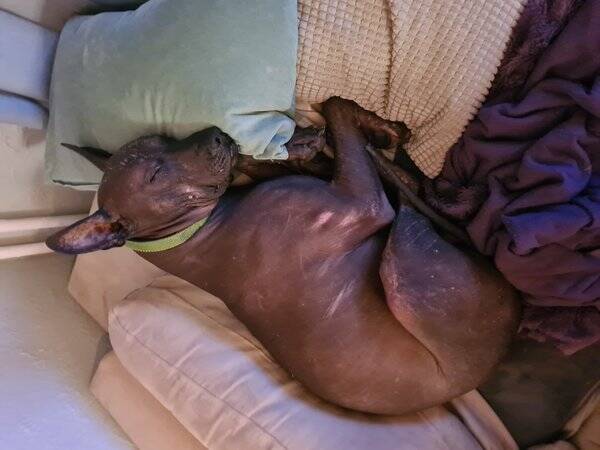 Hund - Xoloitzquintli - hann Hund - Xoloitzquintli - hann