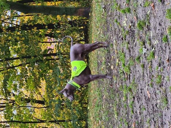 Hund - Xoloitzquintli - hann Hund - Xoloitzquintli - hann