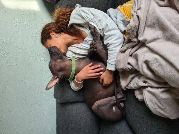 Hund - Xoloitzquintli - hann Hund - Xoloitzquintli - hann