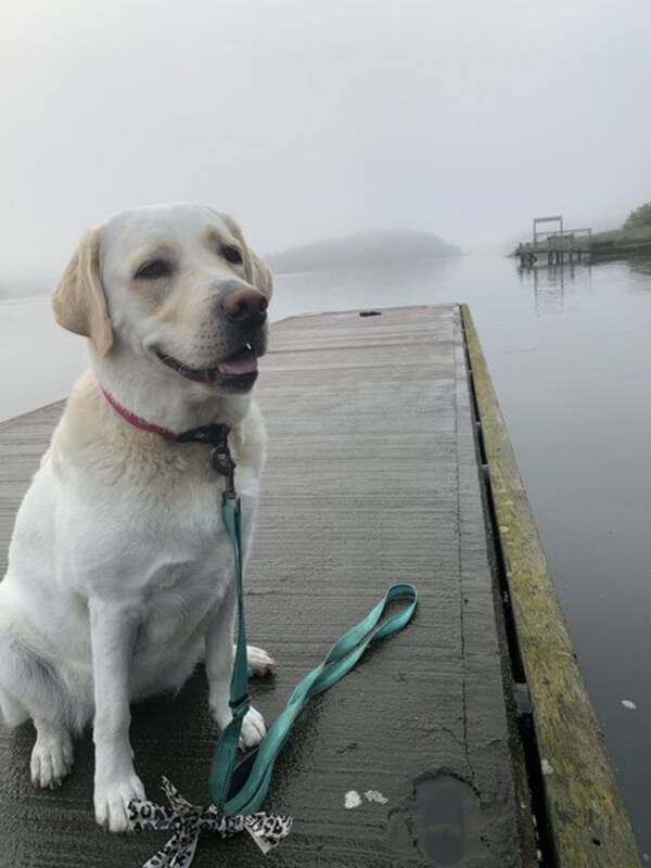Hund - Labrador Ebba