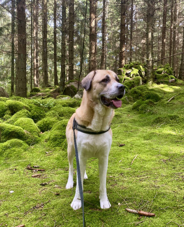 Hund