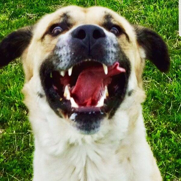 Hund