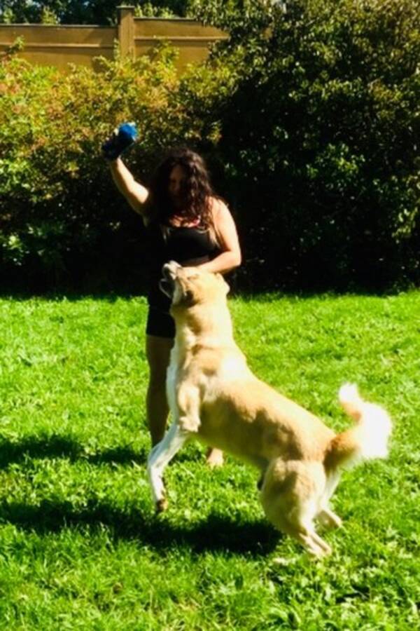 Hund