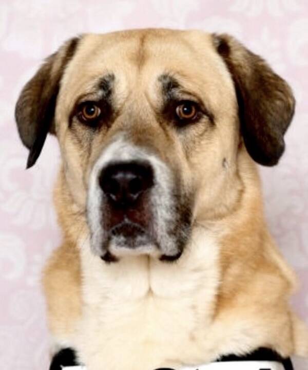 Hund