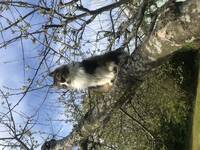 Morris f. 2011 Bondkatt/Norsk skogskatt Morris f. 2011 Bondkatt/Norsk skogskatt