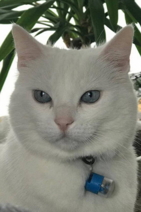 Katt Katt