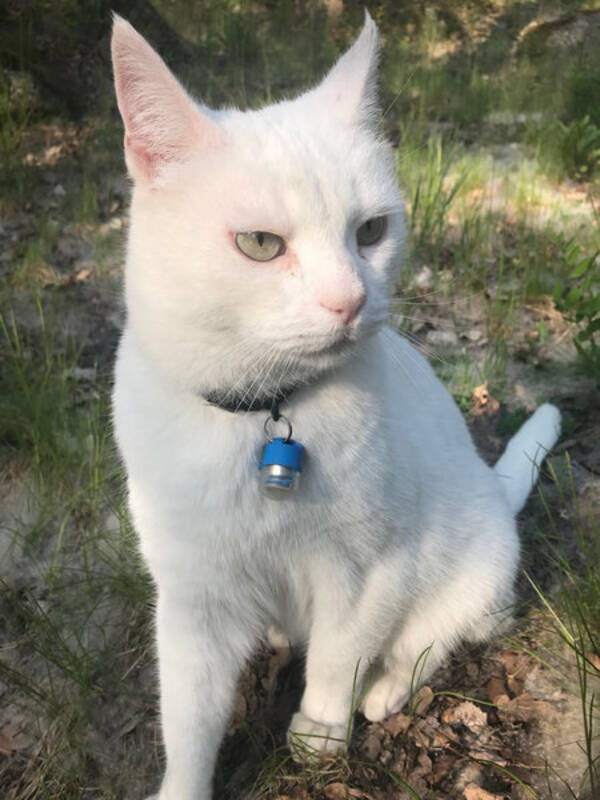 Katt Katt