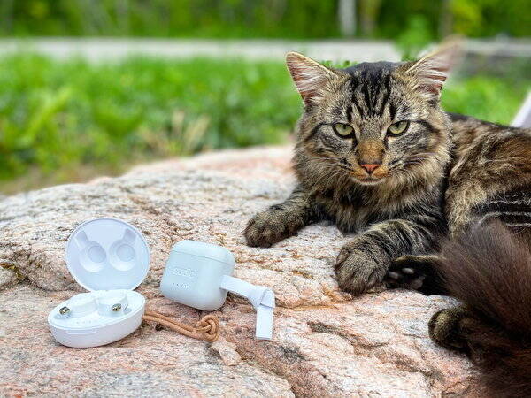 Katt