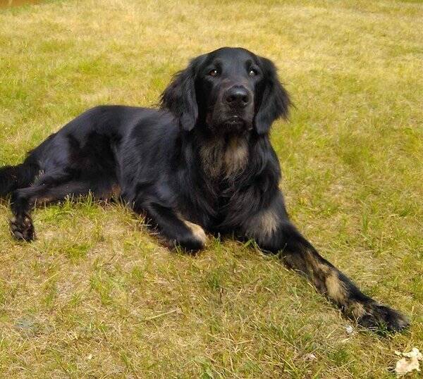 Hund
