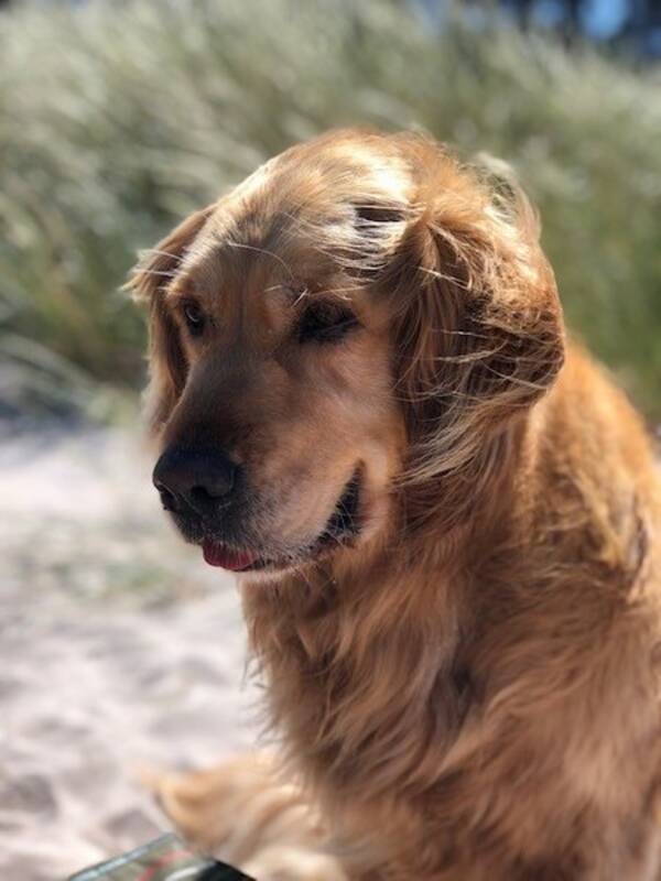 Hund