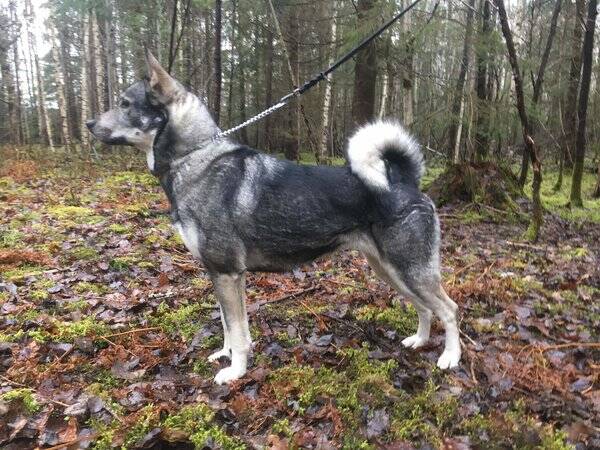 Hund