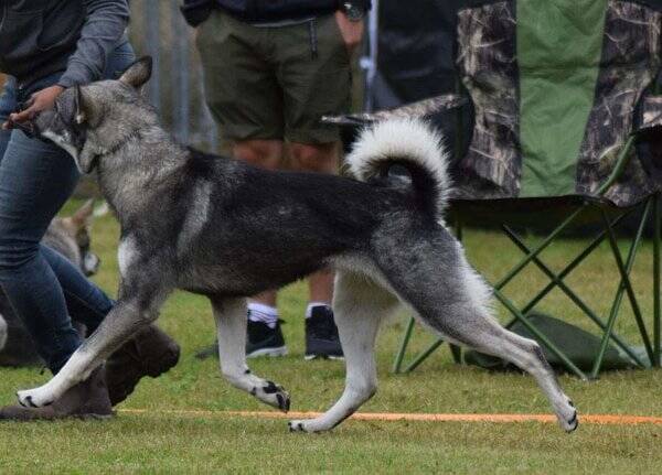 Hund