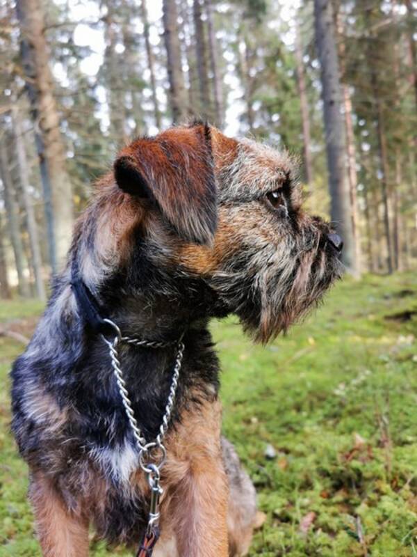 Hund