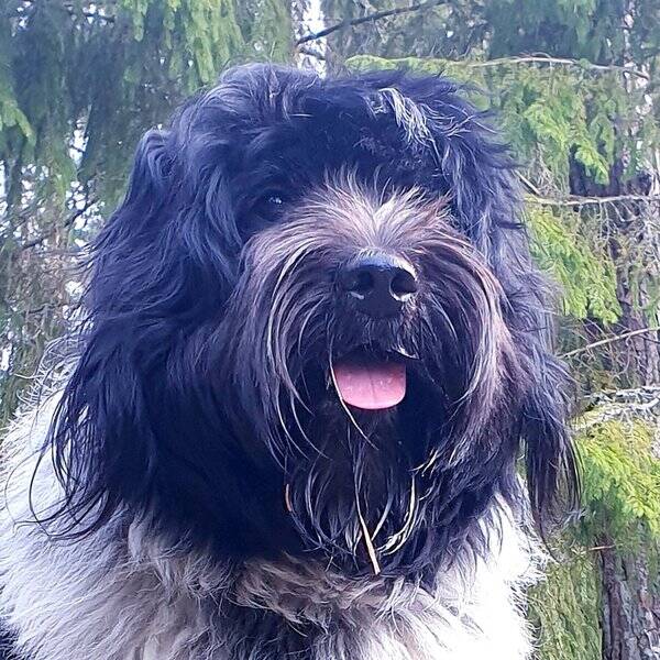 Hund