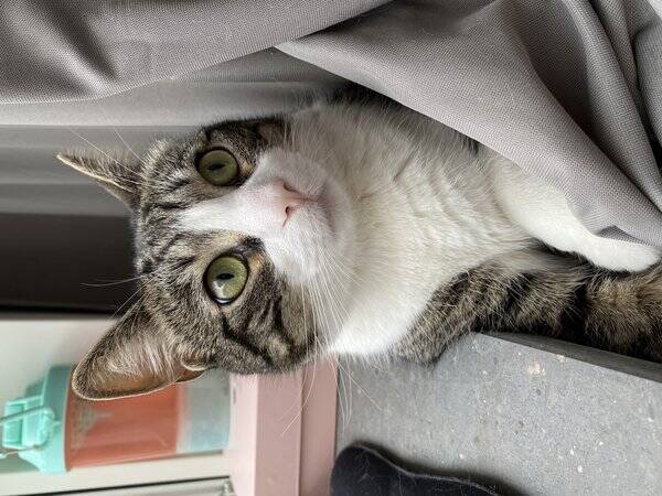Katt