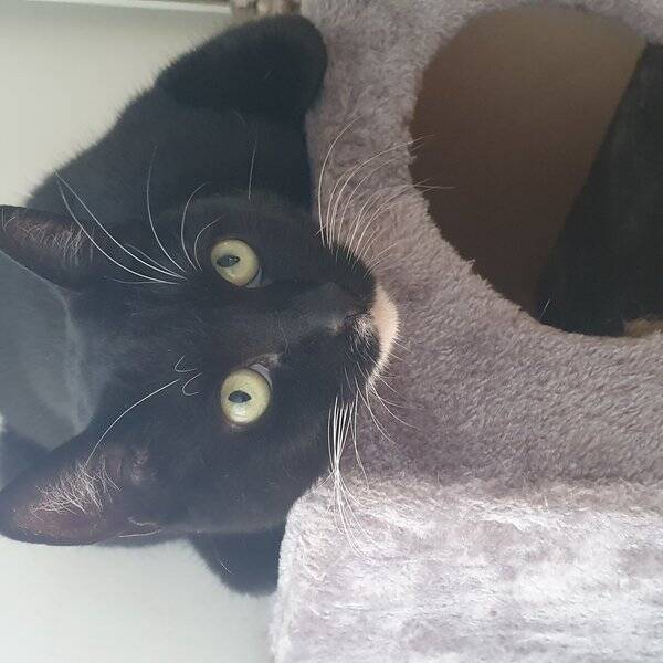 Katt