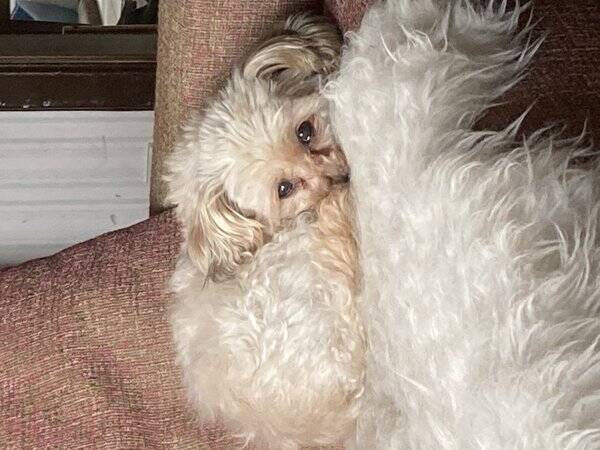 Hund