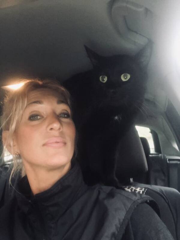 Katt
