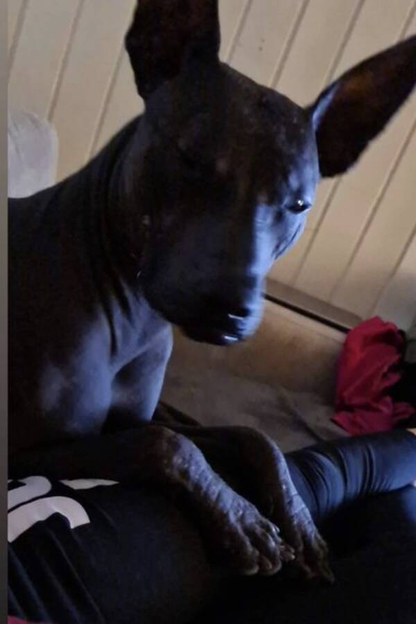Hund