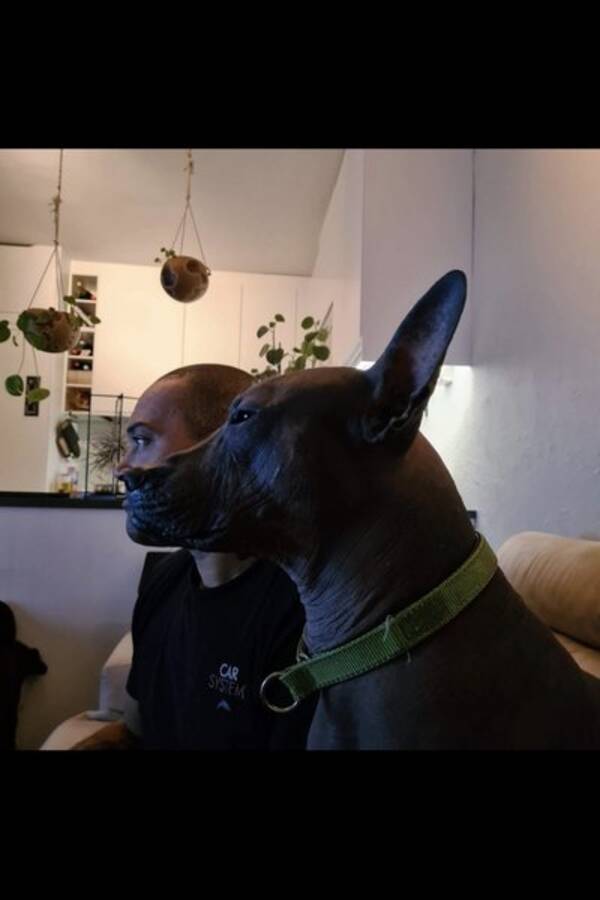 Hund