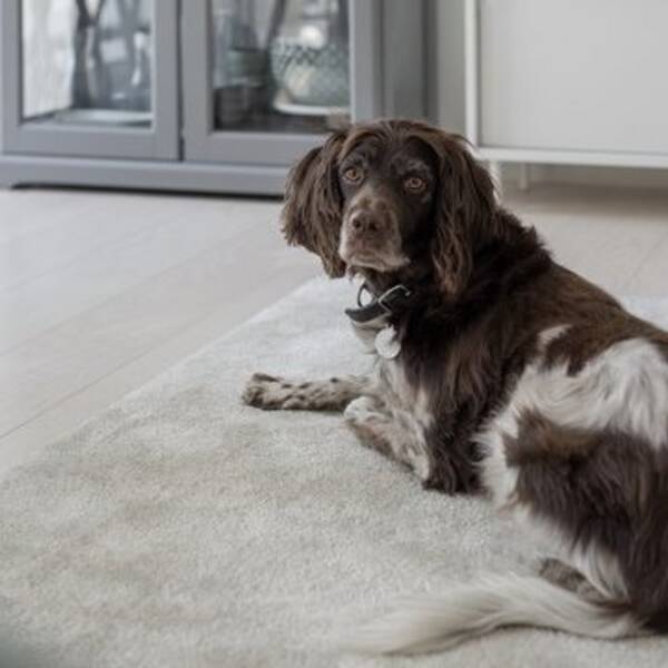 Hund