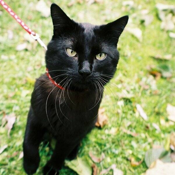 Katt