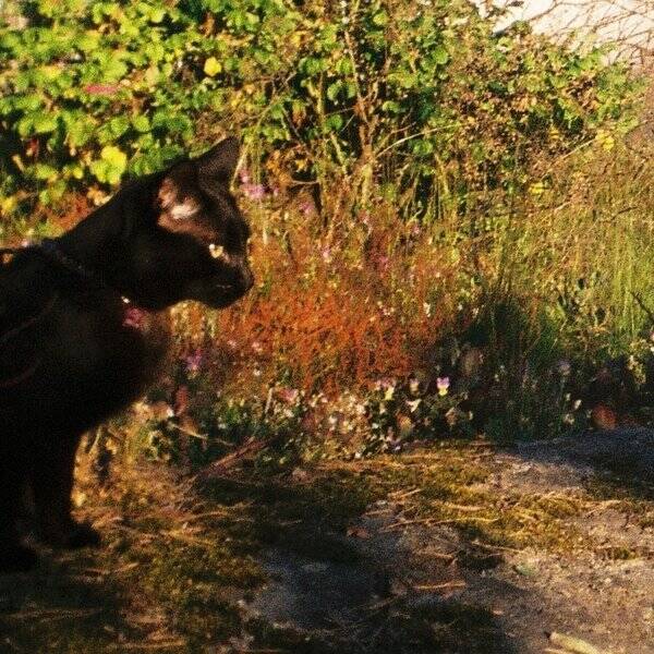 Katt