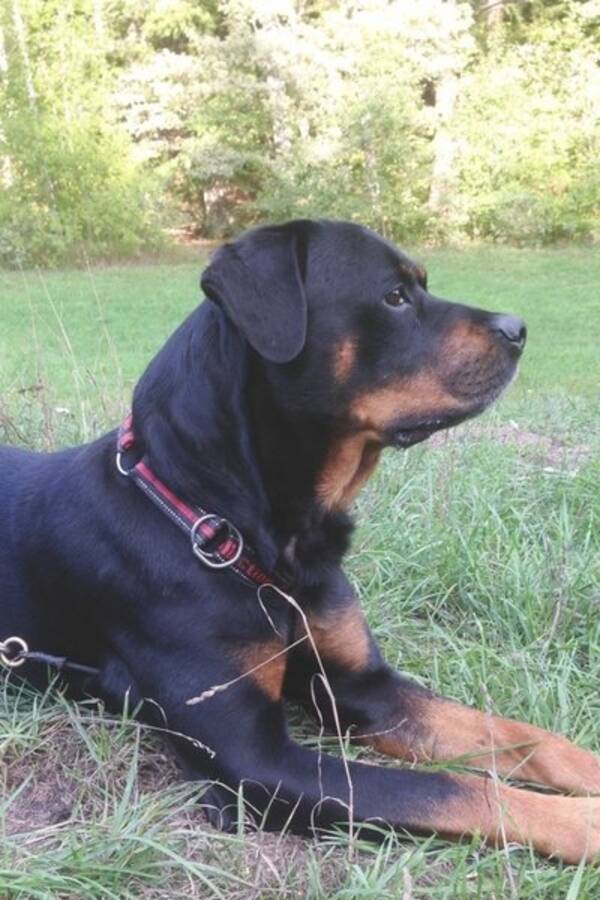 Hund