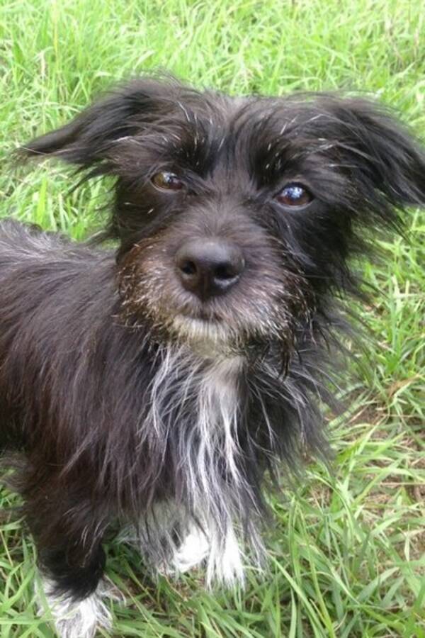 Hund