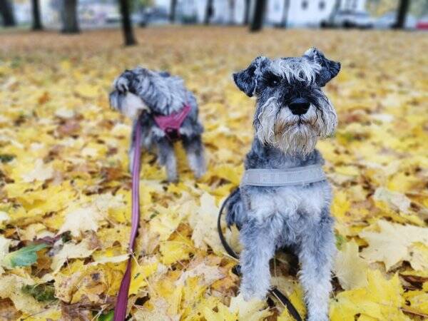 Hund - Dvrgschnauzer 