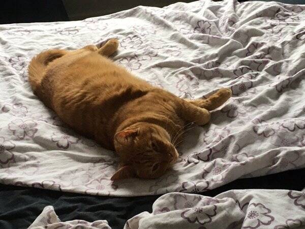 Katt Katt