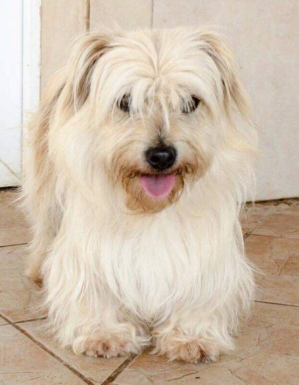 Hund Hund