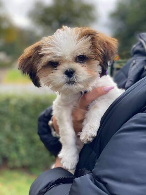 Hund - London-the sassy dog