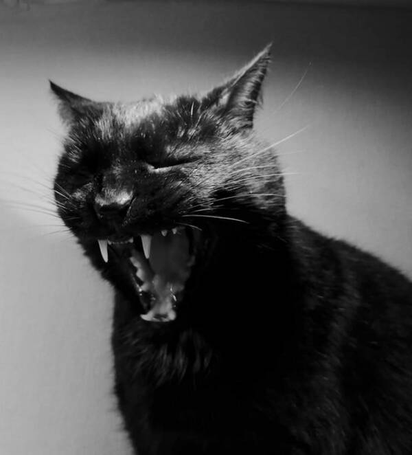 Katt