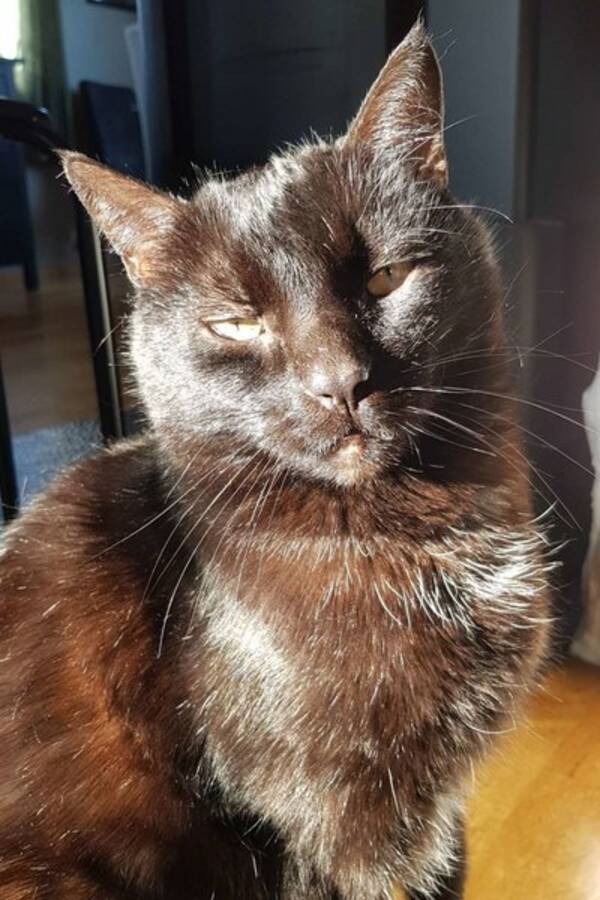 Katt