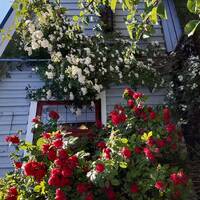 Sommarstuga Sommarstuga